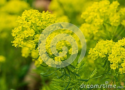 Cluster of Yellow Showy Rattlebox â€“ Crotalaria spectabilis Stock Photo